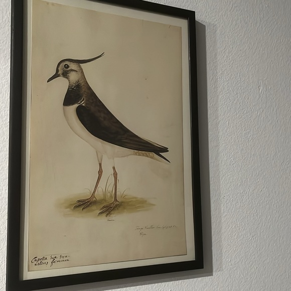 18th CENTURY BIRD RE-STRIKE XVl ✨✨ - Picture 2 of 10